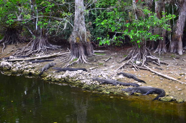 американский аллигатор в национальном заповеднике большой кипарис - big cypress swamp national preserve стоковые фото и изображения