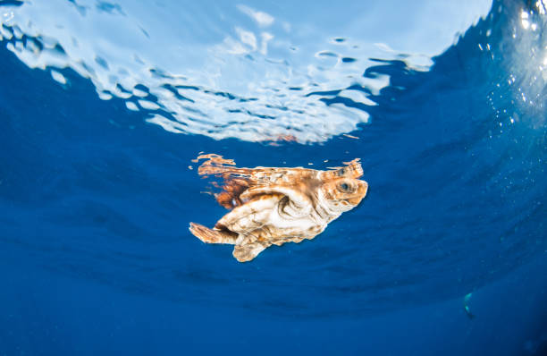 Sea Turtle release at the Bahamas