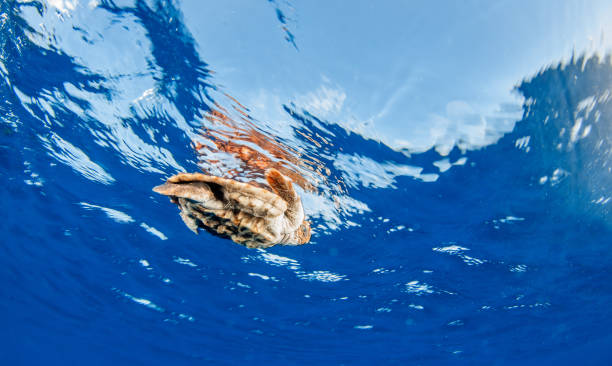 istock Sea Turtle release at the Bahamas 1013126714