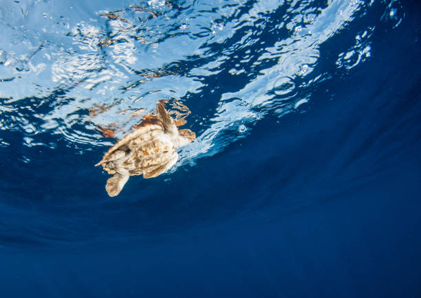 istock Sea Turtle release at the Bahamas 1013126822
