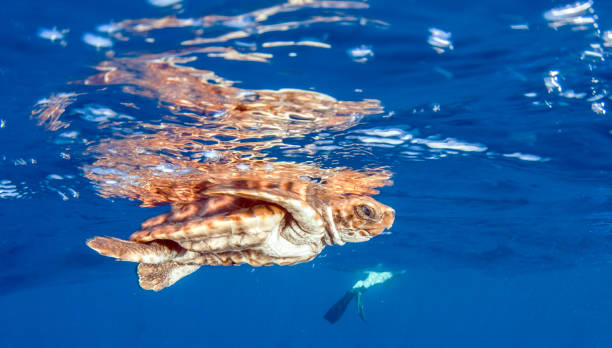 Sea Turtle release at the Bahamas stock photo