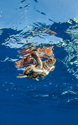 Picture shows a young sea turtle released at the Bahamas