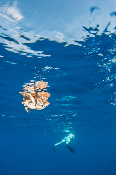 istock Sea Turtle release at the Bahamas 1013128986