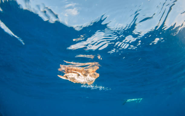 istock Sea Turtle release at the Bahamas 1013129032