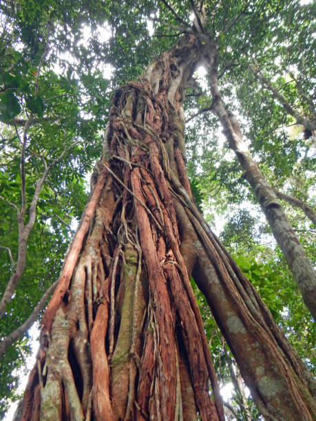 grand arbre - angkortom photos et images de collection