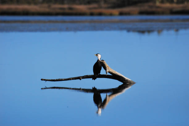 istock New Zealand shag 1013132790