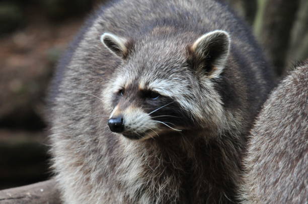 istock racoon in a zoo in europe 1013132956