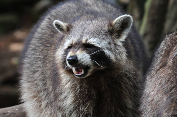 istock racoon in a zoo in europe 1013133082