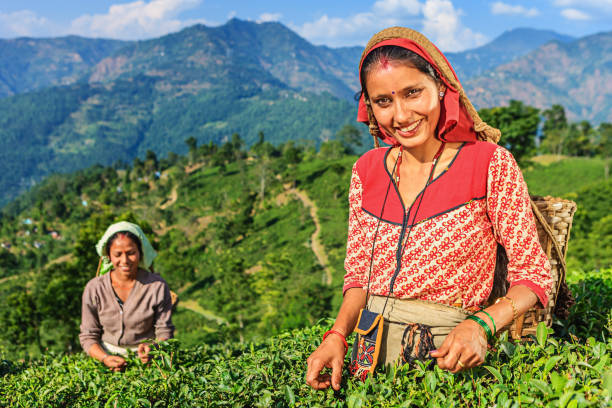istock Indian pickers plucking tea leaves in Darjeeling, India 1013133166