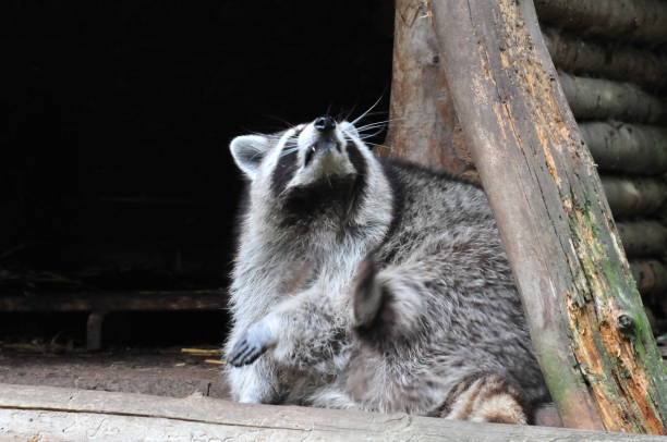 istock racoon in a zoo in europe 1013133222