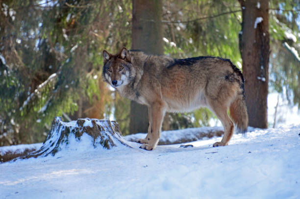 istock wolf in a zoo in bavaria europe 1013133436