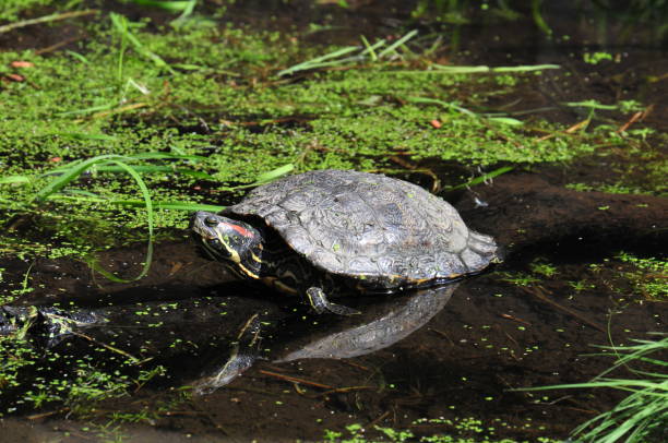 istock turtle in the water of a pond 1013133460