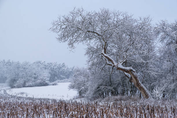 istock A bent tree in winter full of snow 1013140158