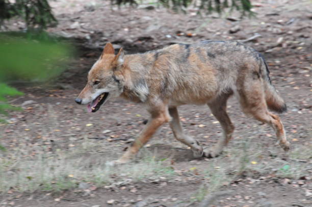 istock wolf in a zoo in bavaria europe 1013140292