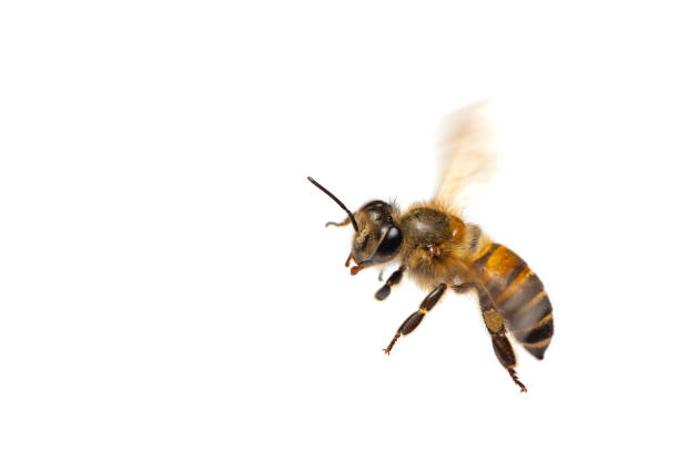 istock A close up of flying bee isolated on white background 1013140518