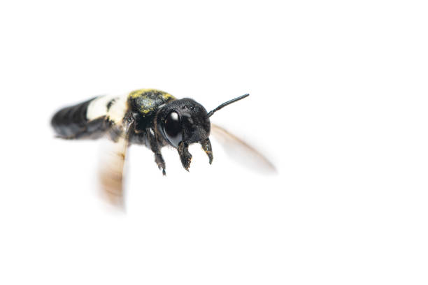 istock A close up of flying Leafcutter bee isolated on white background 1013140520