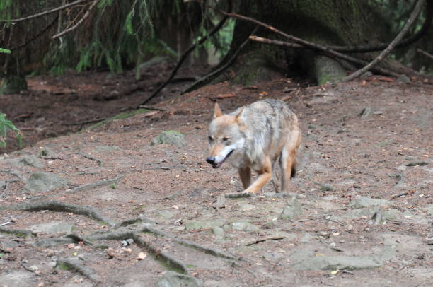 istock wolf in a zoo in bavaria europe 1013140538