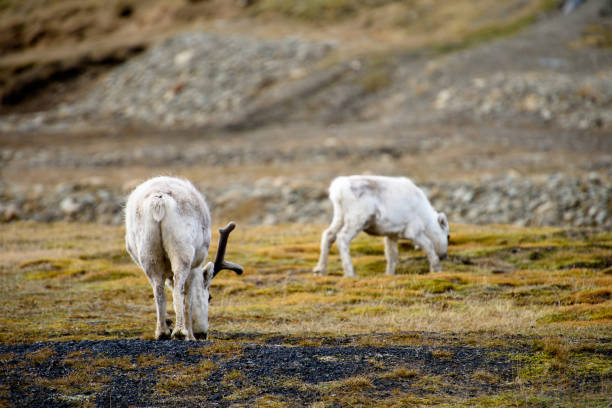 istock Svalbard reindeer on the grass in Spitzbergen 1013140654