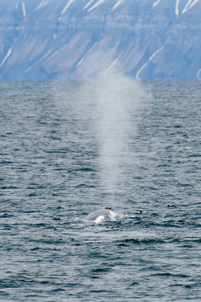 istock Whale in the water 1013140684