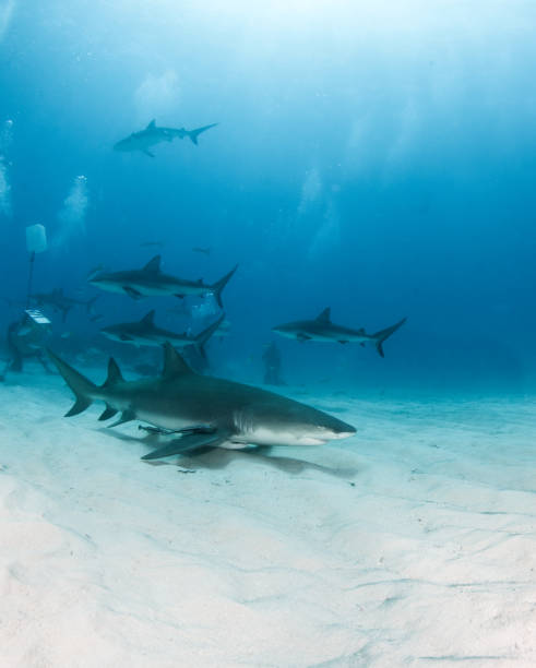 istock Lemon shark with Caribbean Reef Sharks in the Background 1013143888