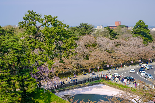 The 100th Hirosaki Cherry Blossom Festival was held from April 21st to May 6th,2018. Hirosaki Park is one of the Japan's three major cherry blossom viewing spots with 52 kinds and 2,600 cherry trees,cherry blossom tunnels, petal filled moats,numerous pleasant picnic areas,rental rowing boats,many varieties of cherry trees and illuminations in the evenings.The park around Hirosaki Castle feels like multiple great cherry blossom spots combined into a single one.