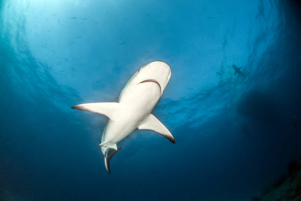istock Caribbean reef sharks 1013152524