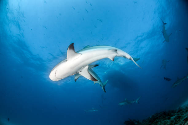 istock Caribbean reef sharks 1013152760