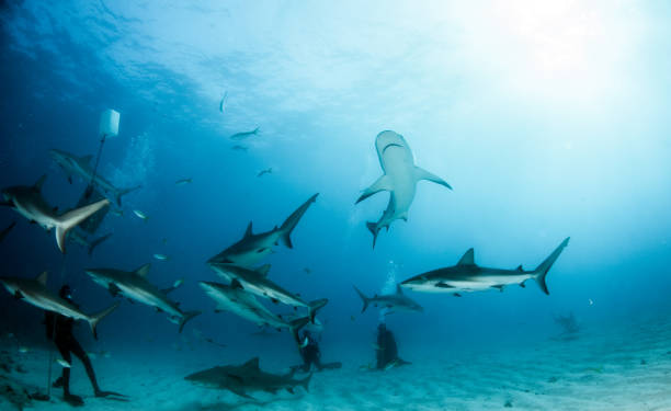 istock Caribbean reef sharks 1013152800
