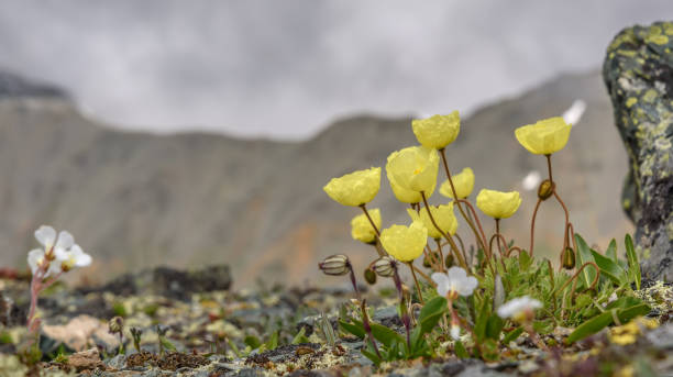 istock poppies yellow mountain flowers close-up 1013152964