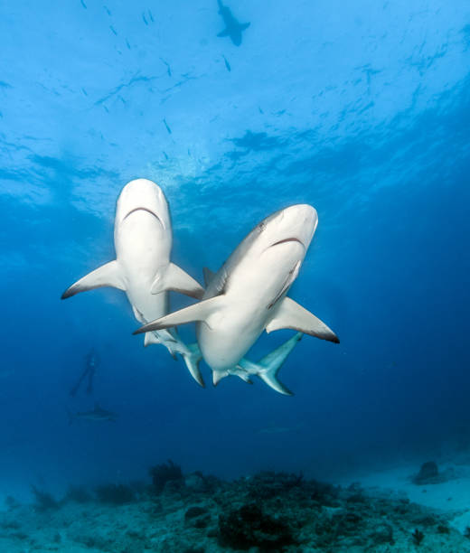 istock Caribbean reef sharks 1013153334