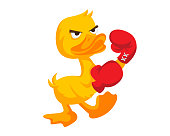 Cute Yellow Boxing Duck Character Illustration In Isolated White Background