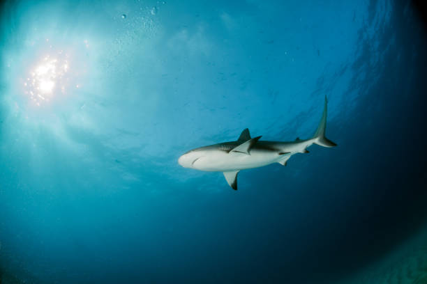 istock Caribbean reef sharks 1013155788