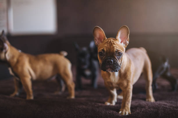 A group of French bulldog puppies Cute French bulldog puppies standing on a bed in bedroom. french bulldog puppies stock pictures, royalty-free photos & images