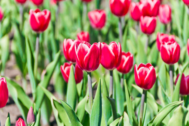 istock Summer meadow with red tupils 1013159602