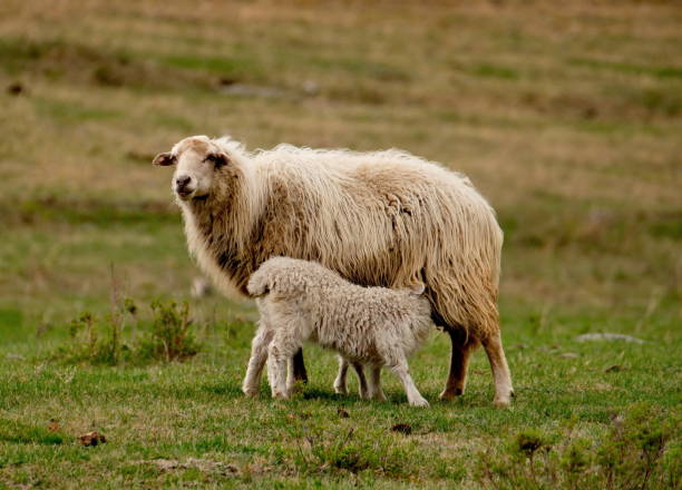 lush pastures on the slopes of lake teletskoye. - f04 imagens e fotografias de stock