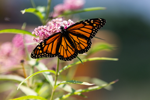 monarch butterfly feeding on pink milkweed flowers in summer