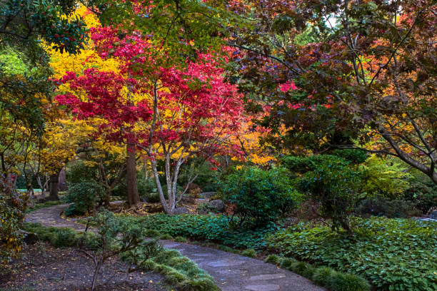 Footpath in Japanese garden city park in vibrant autumn colors trees.