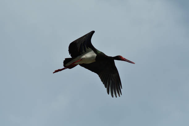 istock black stork flying in the sky close up 1013172542