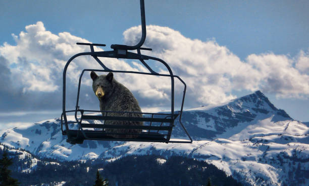 oso negro en un telesilla - winter bear fotografías e imágenes de stock