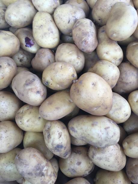 istock Piles of raw potatoes 1013175272