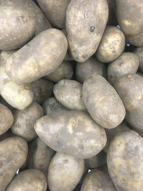 istock A piles of raw potatoes 1013175354
