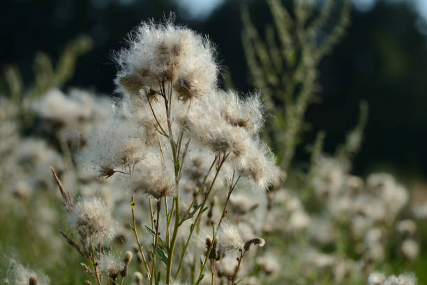 istock Ripe thistle on a summer meadow close up 1013176384