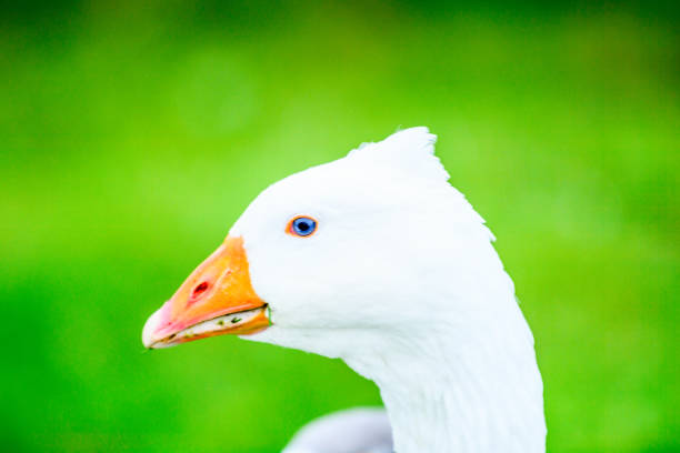 istock Faroe Island, Kingdom of Denmark 1013176510