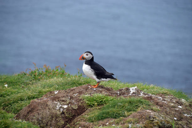 istock Puffin on Staffa Island 1013176584