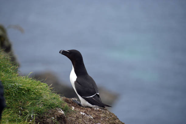 istock Razorbill on Staffa Island 1013177422