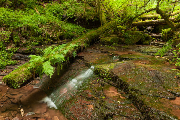 istock Little waterfall in Wolfsschlucht captured in contrasty idyllic image 1013179786