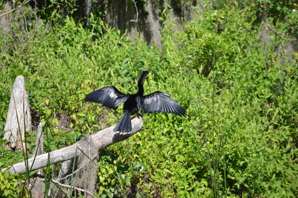 istock Male Anhinga Dries its Wings 1013182420
