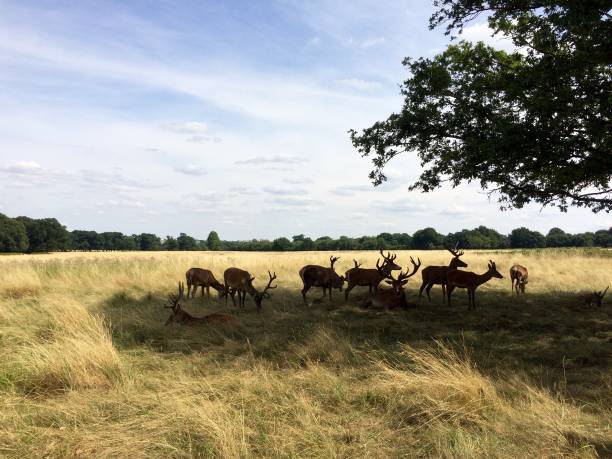 istock Deer in Richmond Park 1013182534