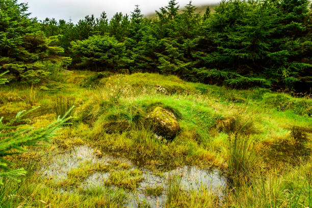 istock Faroe Island, Kingdom of Denmark 1013183322