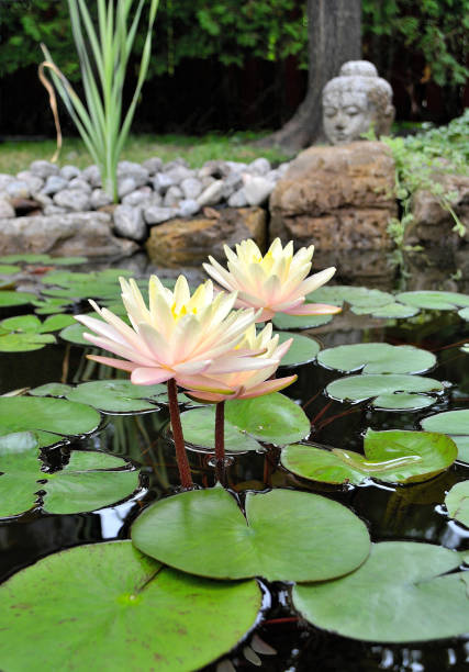 istock Nature, 